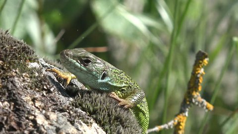 Lizard close up. European green lizard (Lacerta viridis), stone and green plant. How do reptiles behave. Wild nature and animal background. Small lizard close-up on mountain rock. Wildlife, reptile