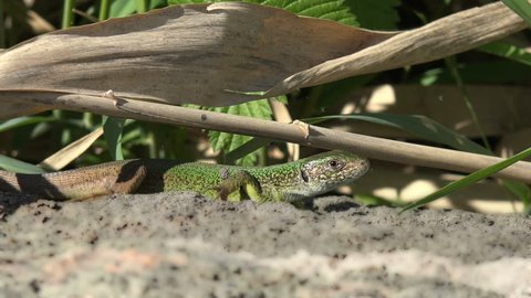 Lizard close up. European green lizard (Lacerta viridis), stone and green plant. How do reptiles behave. Wild nature and animal background. Small lizard close-up on mountain rock. Wildlife, reptile