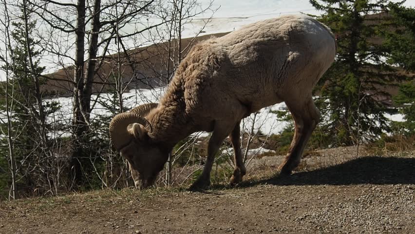 Alberta Big Horn Sheep at Two Jack Lake, banff national park, Canadian Rockies