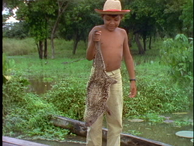 BRAZIL, 1998, Amazon Jungle, young indigenous Brazilian boy and porcupine