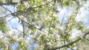 Fantasy pear branches with pink blossom and green leaves, trembling on blue and white foggy background in fairy tale style for dreamlike mood. Adorable view of lyric nature in amazing HD clip.
