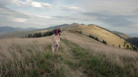 Steady cam shot of running Golden retriever dog in mountains. Idyllic view of mountain range in autumnの動画素材