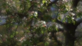 Fantasy pear branch with pink and white blossom and fresh green leaves, trembling on misty garden background in fairy tale style for dreamlike mood. Adorable view of lyric nature in amazing HD clip.
