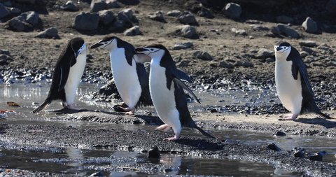 At Baily Head in Antarctica, a colony of Chinstrap Penguins march to and from the ocean along what are called Penguin Highways. These Chinstraps splash in the puddles on their way to their nests.