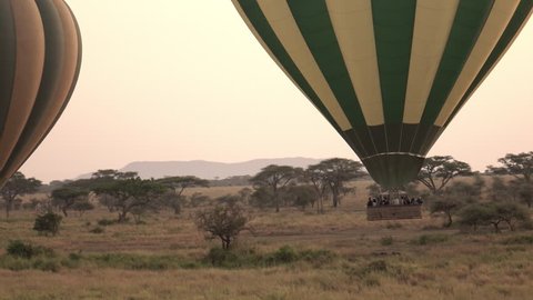 AERIAL, CLOSE UP: Pilots steering safari hot air balloons by ascending to rise above tree canopies in stunning Serengeti at rose-pink light of dawn. Tourists on journey of a lifetime in wild Africa