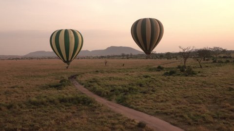 AERIAL, CLOSE UP: Safari hot air balloons flying over endless savanna short grass plains at dreamy golden light morning in Serengeti National Park. Safari dirt road passing through dry open woodland