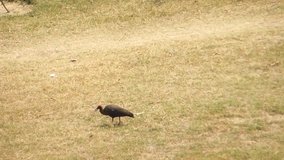 Red-naped ibis searching and picking in the grass HD video footage