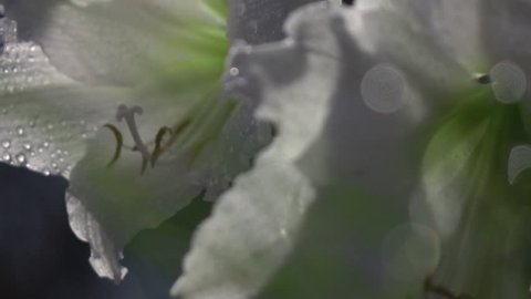 Panoramic shot with changing focus from one white amaryllis blossom to other in slow motion. Macro shot of beautiful and romantic flowers with drops of water in the garden in sunny day. Shallow dof.