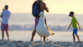 Professional video of seagull on the beach in 4k slow motion 60fps