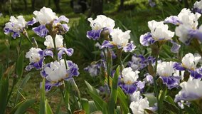 white and purple irises moving in the wind in a garden, during springtime. 4K UHD Video footage, static camera. Nikon D500