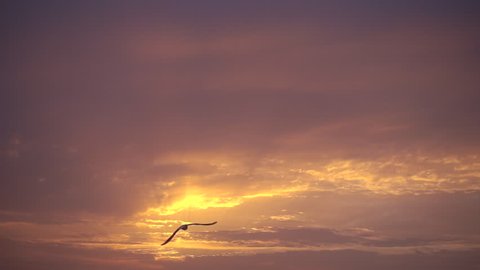 Slow motion, majestic sunset and one bird flies to sun.
