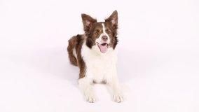 Funny brown and white color Border Collie dog lying on white background
