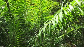 Fronds of green palm plants blowing in the dramatic tropical sun of a bright Brazilian jungle scene