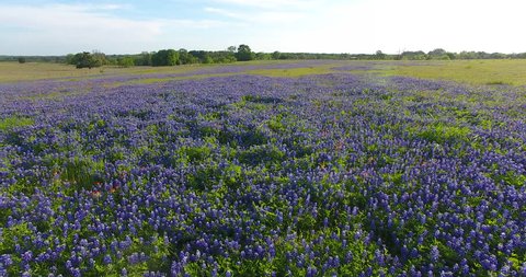 Field of Bluebonnets and Wildflowers near Brenham, Texas in Spring
