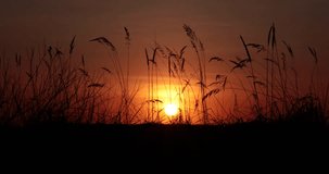 Sunset in the field video 4k