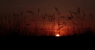 Sunset in the field video 4k
