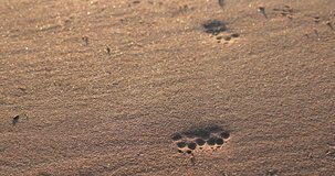 dog tracks on the sandy beach
