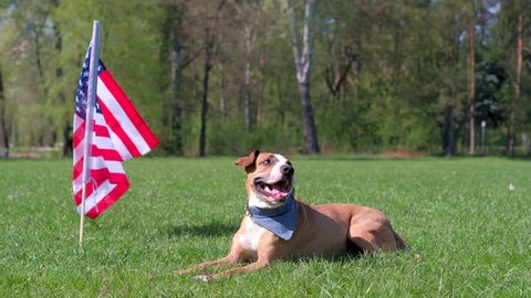 Beautiful trained or service pitbull terrier lying, resting and sniffing air on warm sunny day outdoors, american flag in background as concept of Independence Day