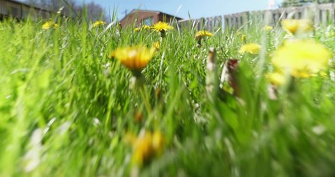 A low angle view of a mouse, squirrel, or other rodent running through the tall grass and dandelions of an unkept residential back yard.  	