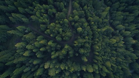 Aerial: flying over a pine tree forest in Humboldt country, USA