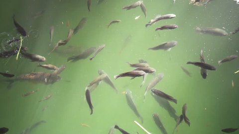 Slow Motion Beautiful Freshwater Fish Swim Stock Footage Video (100% ...