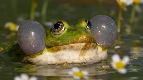 Green marsh frog (Pelophylax ridibundus) mating call