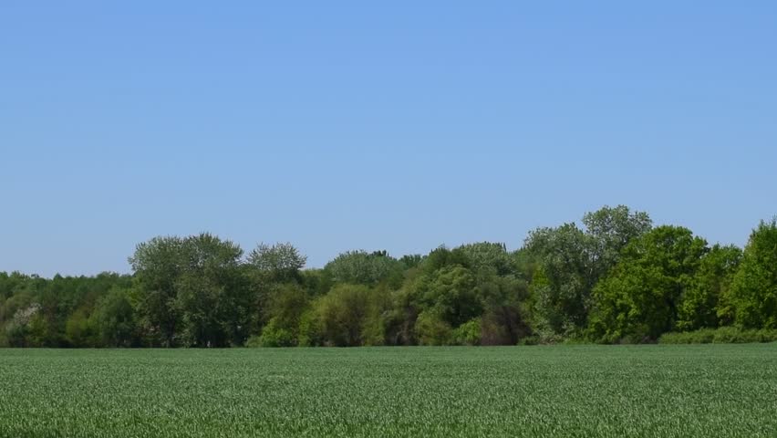 Young spring agricultural field with young oats in the wind near the floodplain forest in the foothills of the Caucasus