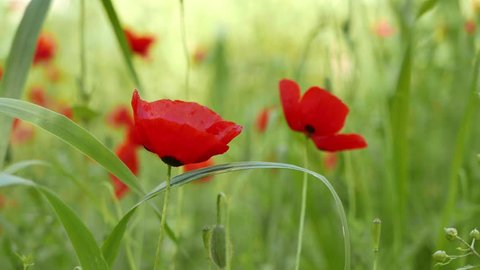 Close up shot of poppy flowers in the spring. The videos were taken around various Mediterranean forests. A bee can also be briefly seen.

