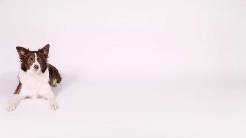 A cute brown and white color Border Collie dog tumbles on a white background
