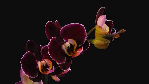 Time-lapse of opening dark purple Phalaenopsis orchid 6c1 in PNG+ format with ALPHA transparency channel isolated on black background
