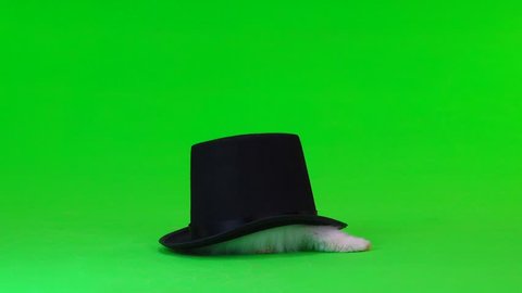 decorative rabbit sits in a black hat on green screen