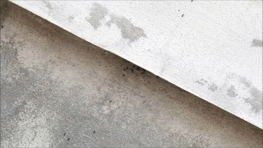 ants walking on the old white wall