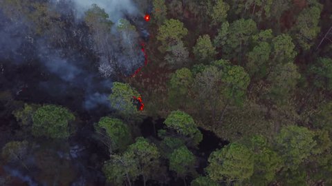 a line of fire in a mexico forest fire