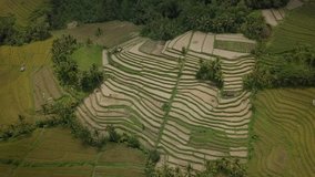 Aerial view of rice terraces in Ubud, Bali, Indonesia- Drone point of view 
4K resolution, filmed in Jatiluwih rice terraces, Asia.