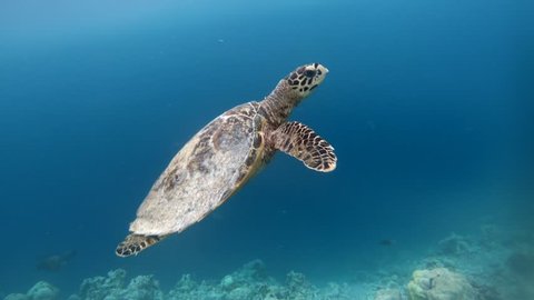 Hawksbill sea turtle (Eretmochelys imbricata), critically endangered marine reptile, swimming underwater on corals in shallow waters. Maldives, Asia, Indian Ocean. Wild animal, wildlife