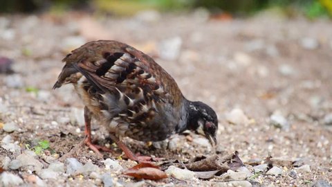 Footage, Malaysian Partridge (Arborophila campbelli) looking for seeds on ground in nature