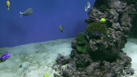 Underwater video of coral reef fishes floating near the bottom