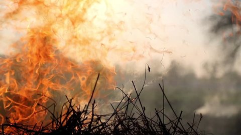 The flame of the fire devours the dry grass in the field