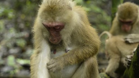 Female monkey in nature