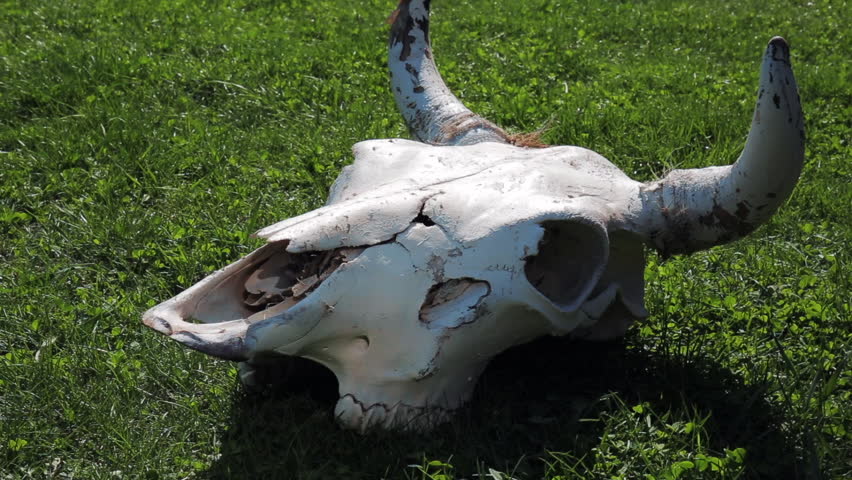 Cow scull on green grass, head bone of dead animal, close up