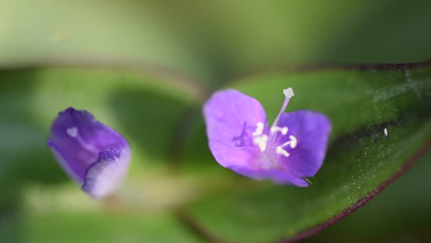 inch plant flower ( Tradescantia zebrina )  in  garden.
