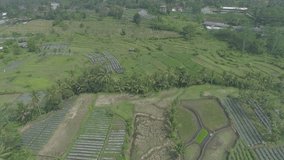 Green rice field in backward aerial footage, Yogyakarta, Indonesia - April 2018