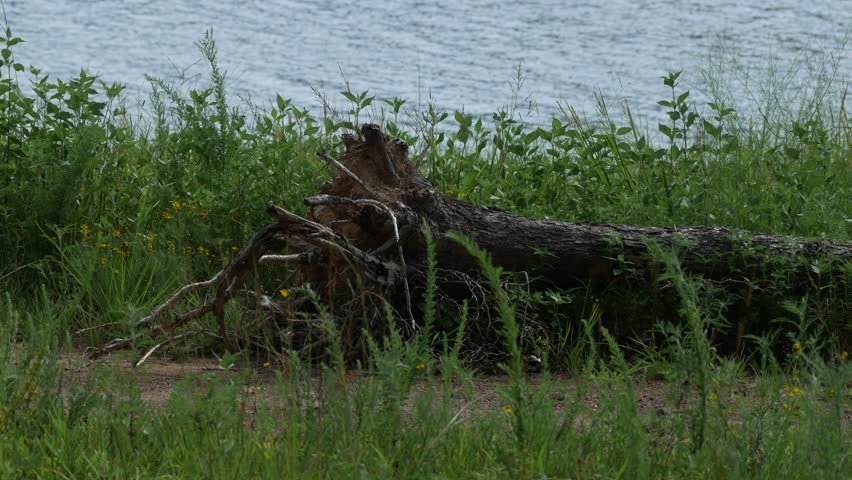 Bushes and green grass fluttering in the breeze with an uprooted log along the banks of a lake 