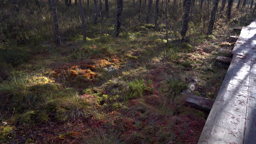 Tall trees surrounding the forest and the pathway on the bog or muddy swamp in the forest
