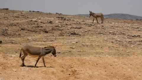Wild donkeys in the desert of the Omani countryside