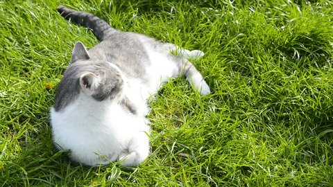 Cat resting on the green grass