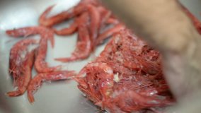 Video clip of washing trough fresh waiter Fresh fresh frozen shrimps