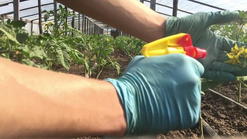 hand holding flower of tomatoes for preparing to pollination