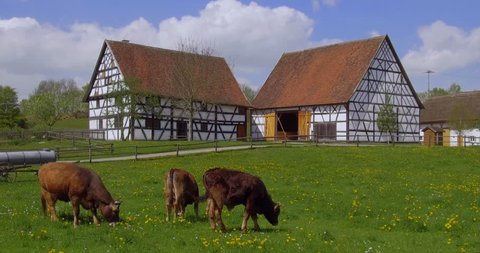 Cattle on Pasture at the Swabian Farm Museum, Illerbeuren, Upper Swabia, Allgaeu, Bavaria, Germany, Europe, 25. April 2018