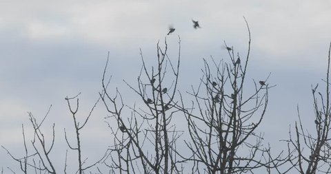 birds on tree branches in spring